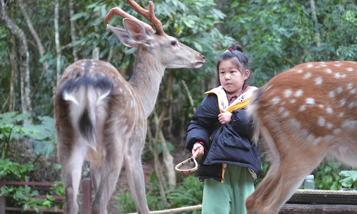 A girl gets up close to sika deer at a park in Pu'er, Southwest China's Yunnan Province. 