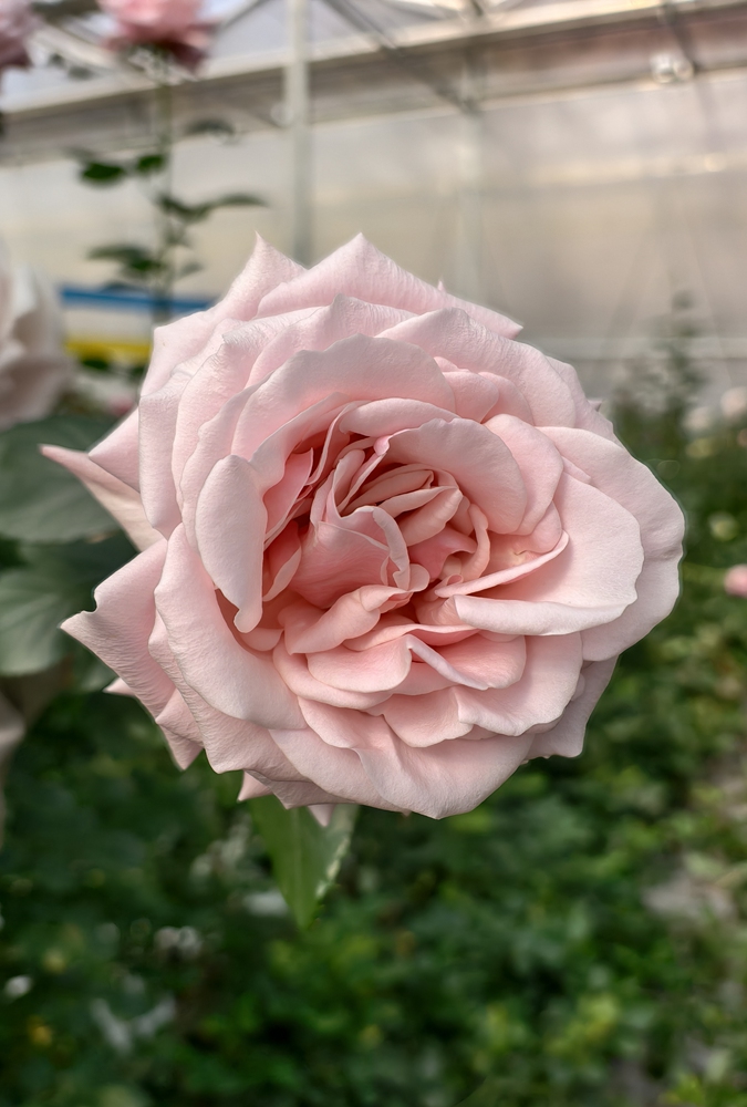 A Jiaolong Rose  Photo: Courtesy of Yang Yingjie
