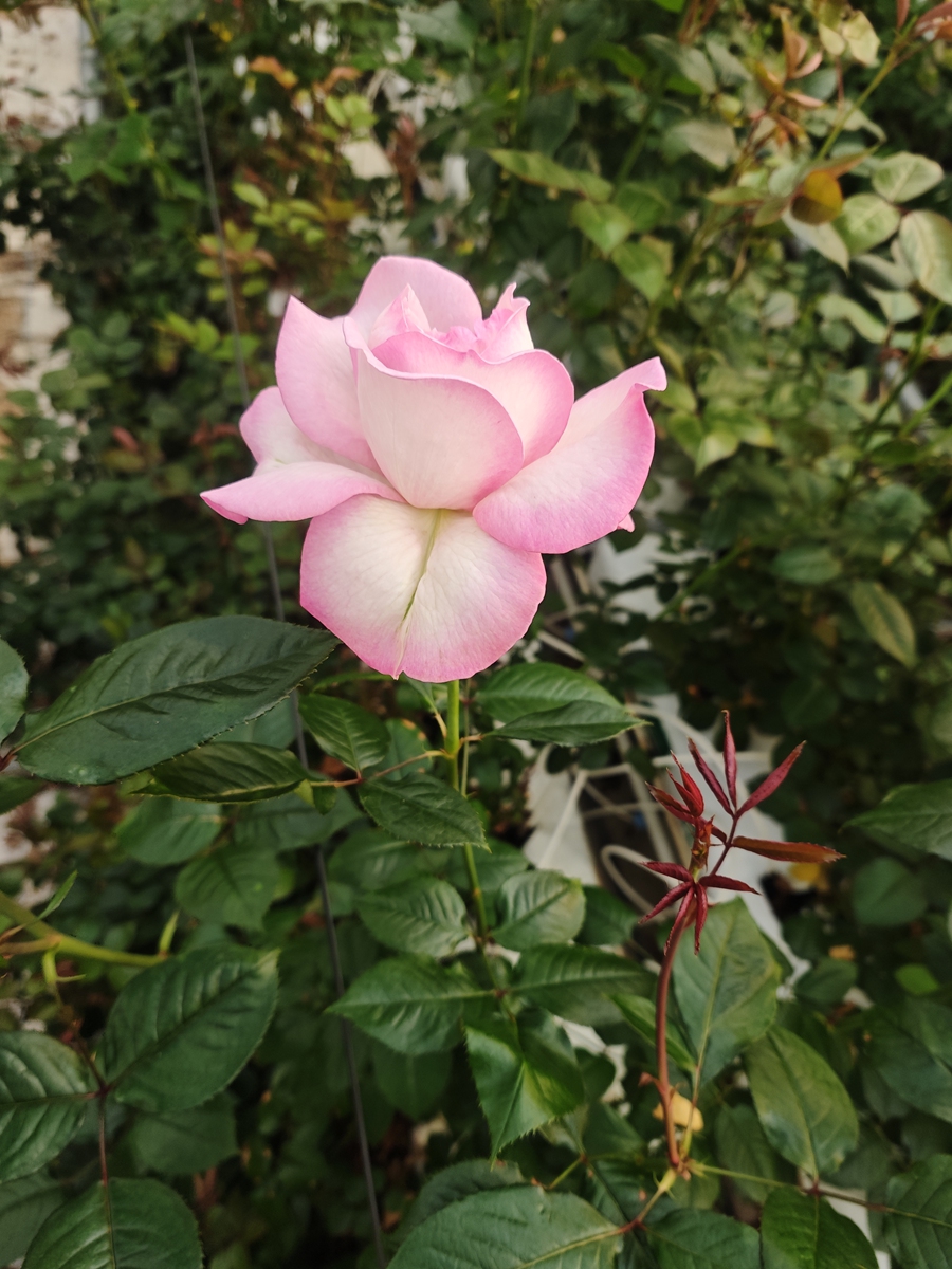  A Baohua rose Photo: Courtesy of Yang Yingjie