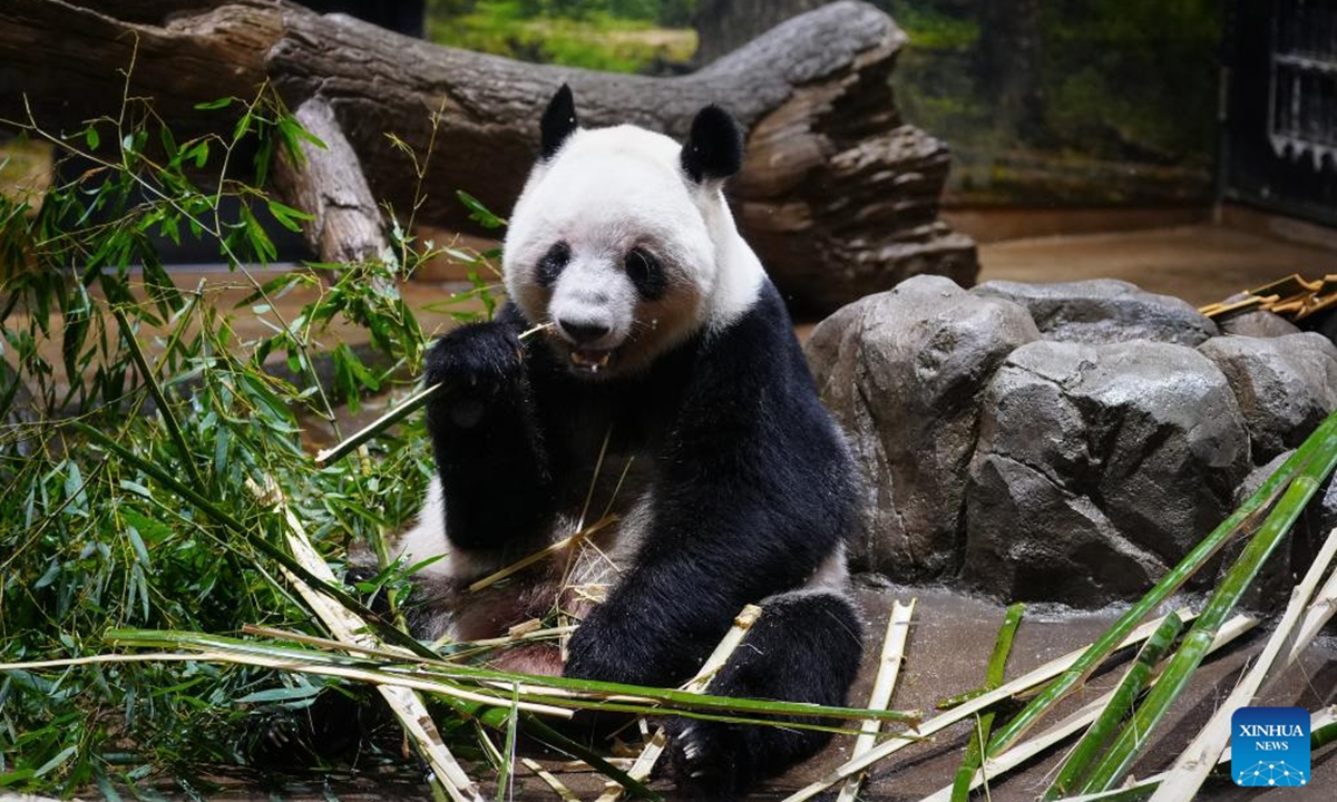 Giant panda Lei Lei is seen at Ueno Zoo in Tokyo, Japan, Jan. 25, 2026. Giant pandas Xiao Xiao and Lei Lei, currently residing at a zoo in Tokyo, will depart for China on Jan. 27, marking the first time in about half a century that Japan will be without any pandas, local media reported. (Xinhua/Jia Haocheng)