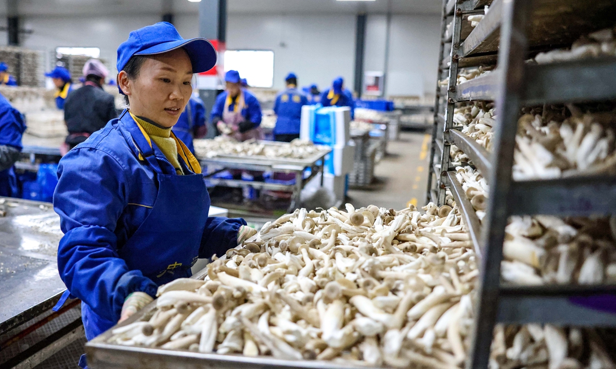 Workers sort edible fungi at a production enterprise in Tongren, Southwest China's Guizhou Province, on January 27, 2026. As the Spring Festival approaches, local producers are stepping up operations to ensure a stable supply for the holiday. 
Photo: VCG
