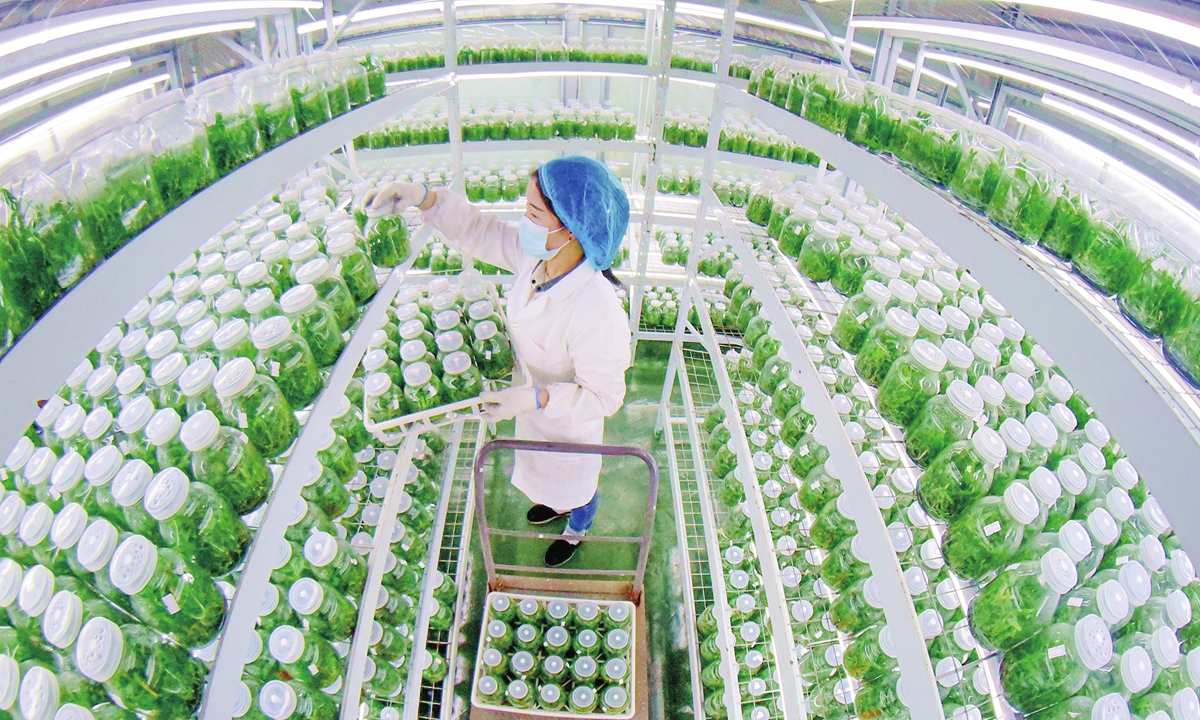 A technician inspects and tends to Dendrobium officinale, a traditional Chinese medicinal herb, at a comprehensive industrial park in Guandong township, Congjiang county, Southwest China's Guizhou Province on January 29, 2026. The region promotes standardized cultivation to ensure stable, high-quality Dendrobium yields. Photo: VCG