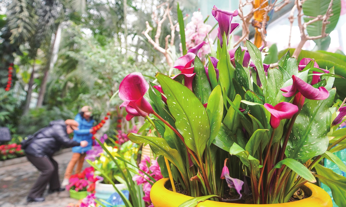 Calla lily on display at the Zhengzhou Botanical Garden Photo: VCG