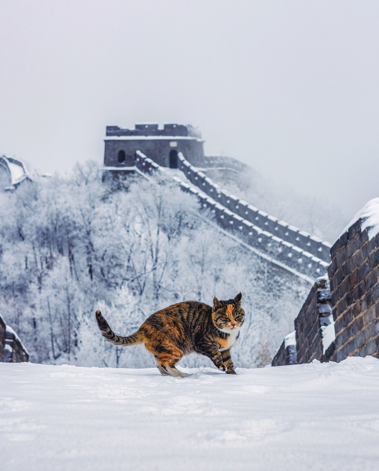 A cat at the Mutianyu section of the Great Wall in Beijing Photo: Courtesy of Guo Min