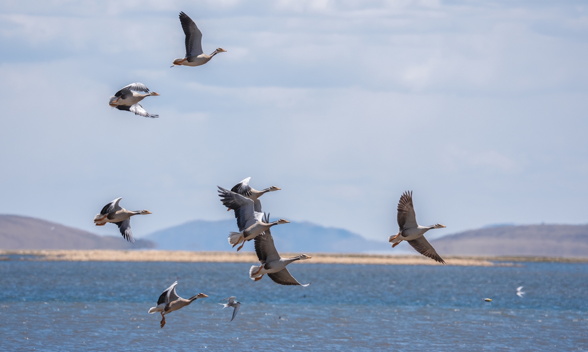 Bar-headed geese fly over the Ruoergai wetland.. Photo: Courtesy of Namejiu