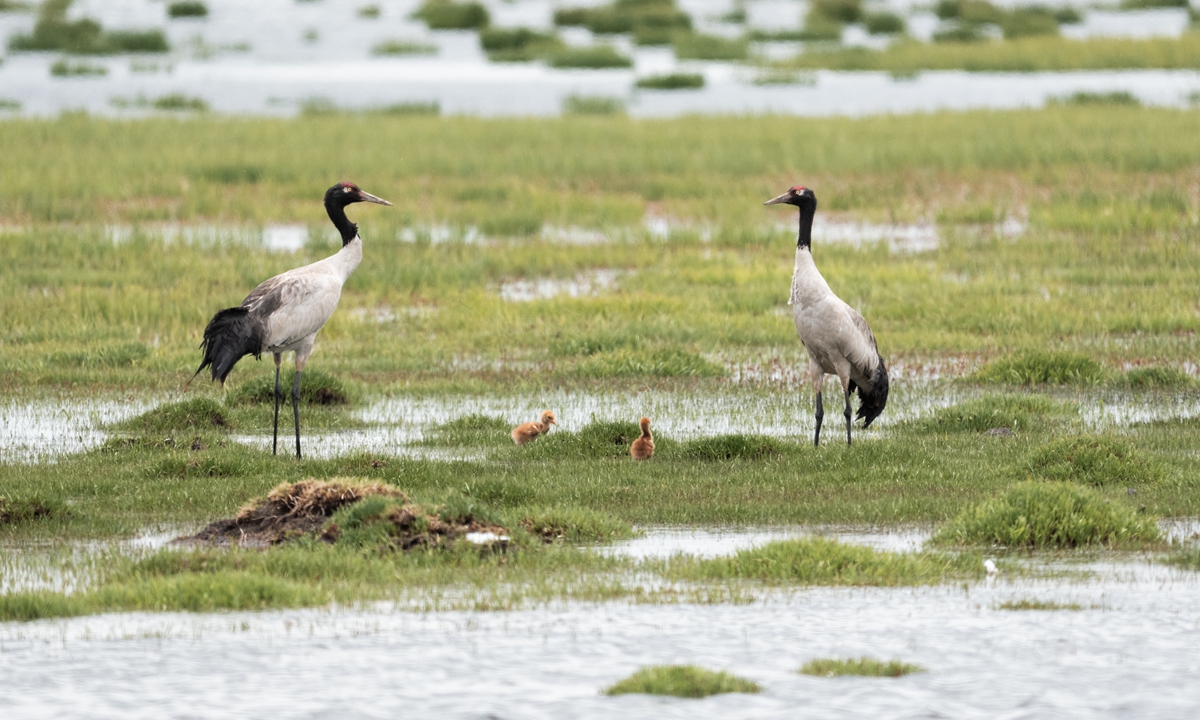 Black-necked cranes and their babies are seen in the wetlands of the Ruoergai grasslands in Southwest China's Sichuan Province. Photo: Courtesy of Namejiu