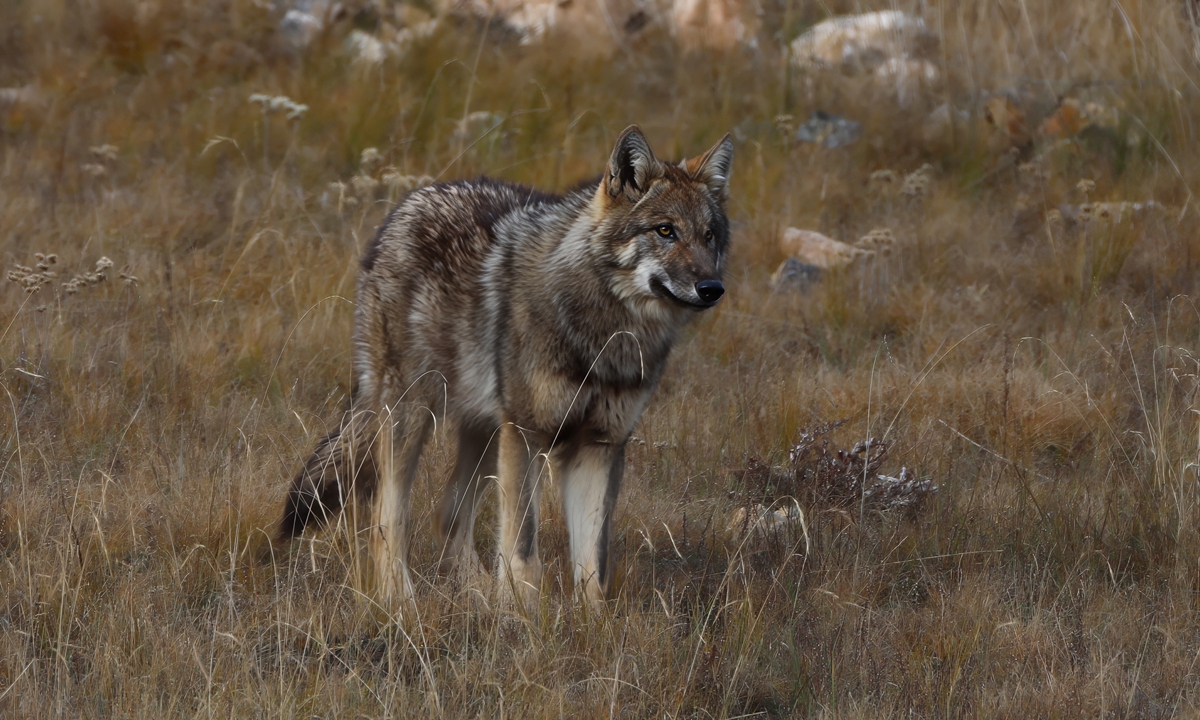 A wild wolf roams across the grasslands of Ruoergai.  Photo: Courtesy of Namejiu