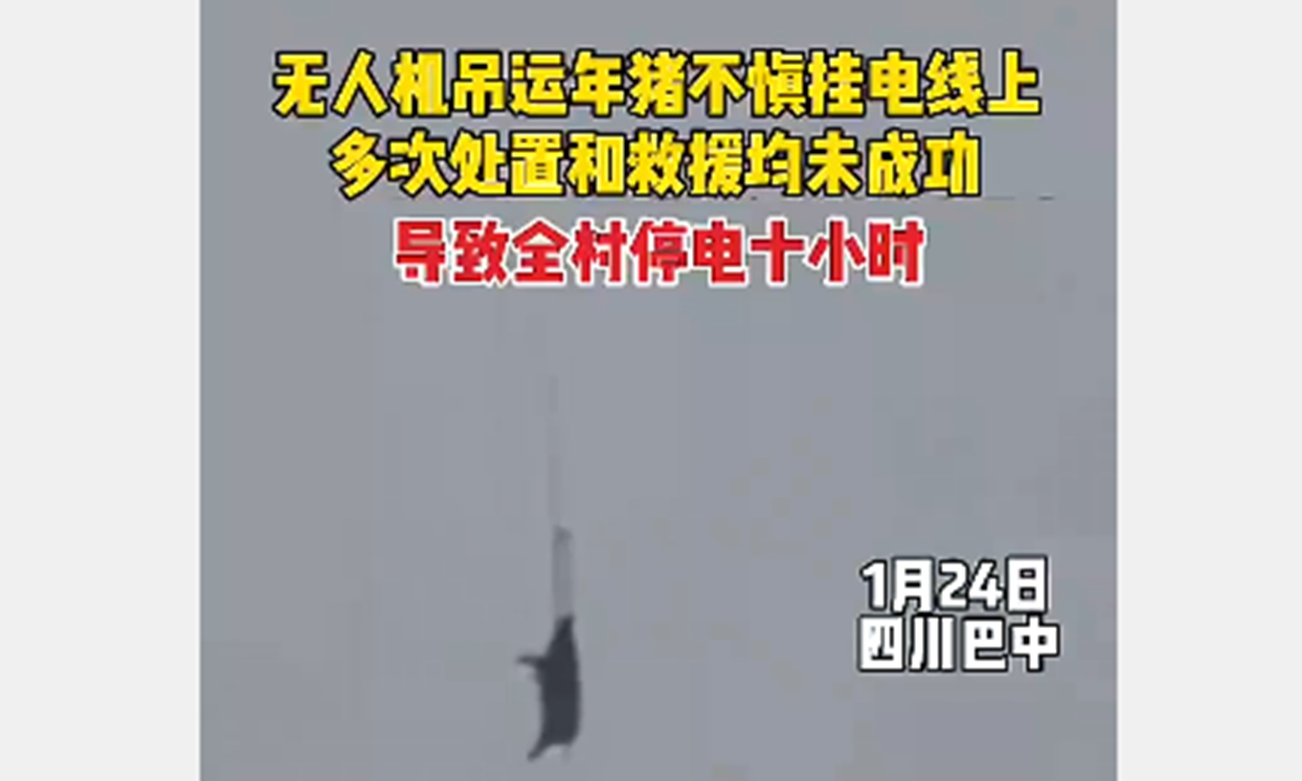 The pig dangling from the power line Photo: Screenshot form media reports