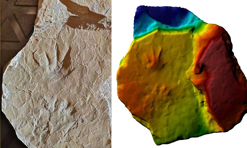Chinese team identifies Asia's first Middle Jurassic amphibian tracks in Beijing, first discovered by a 12-year-old primary school student