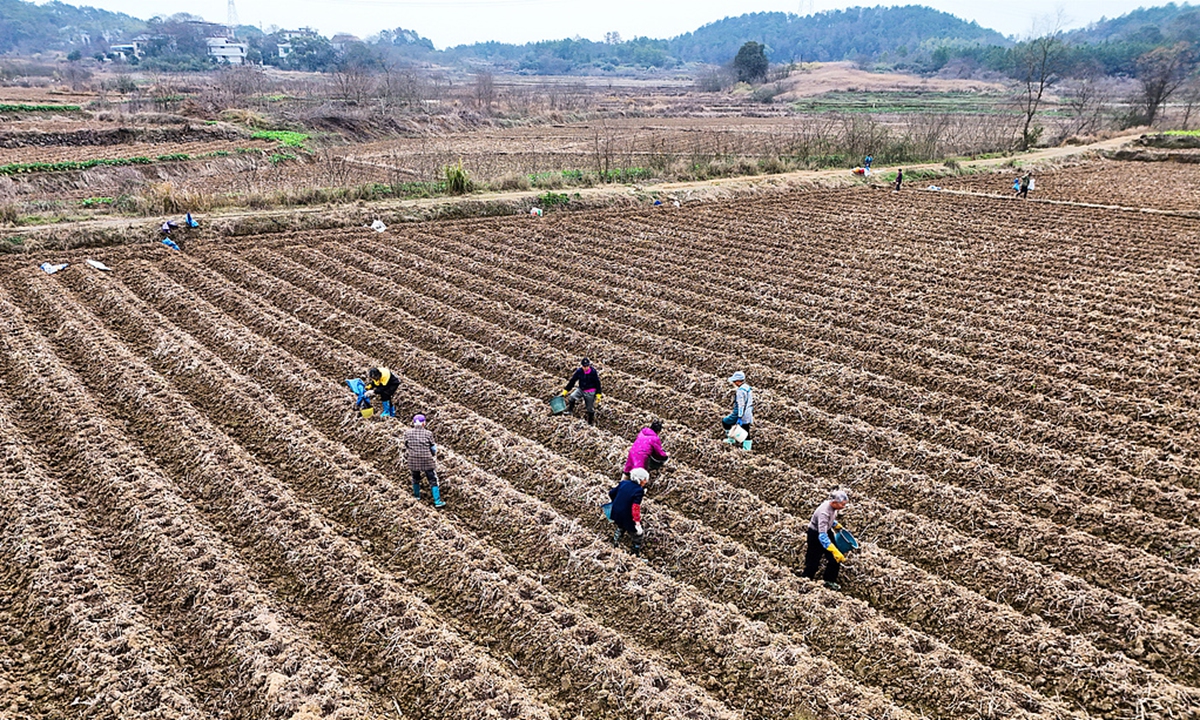 Farmers spread base fertilizer in the fields at a village in Qidong County, Hengyang, Central China's Hunan Province on February 2, 2026. Photo: VCG