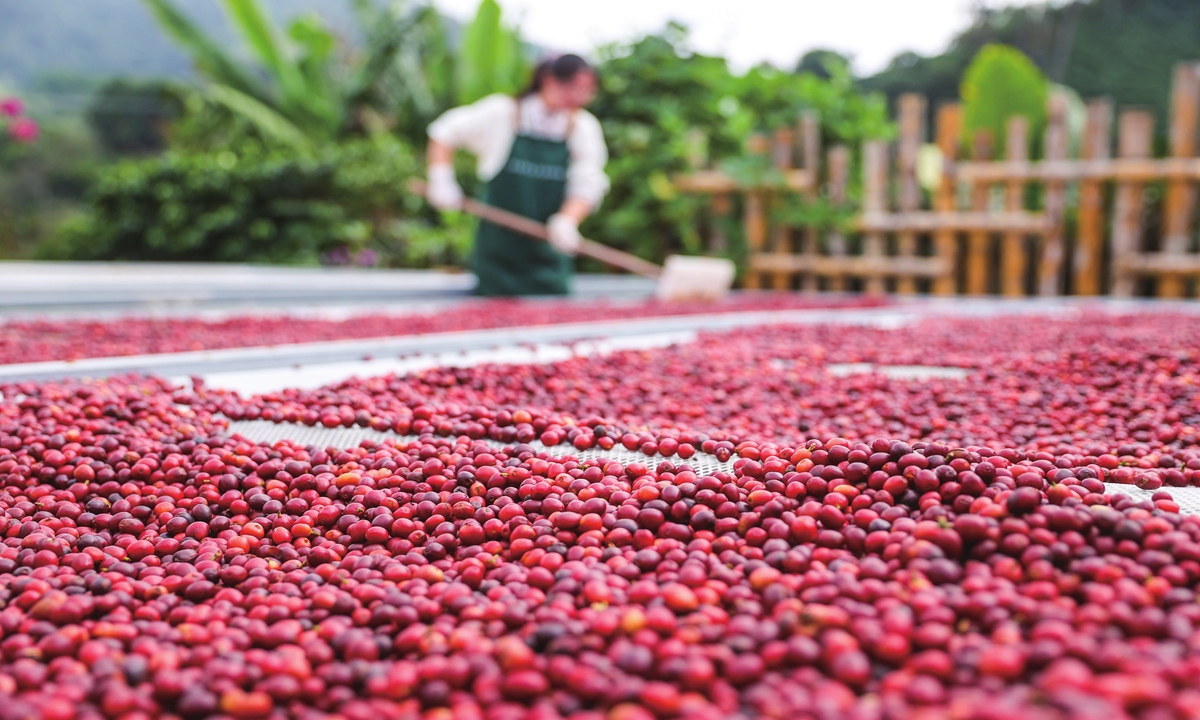 A worker dries coffee cherries in Pu'er. Photo: VCG