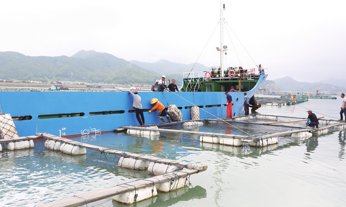 A scene of fish harvest at Gaoni Village's nearshore cage farming base in Xiangshan, Ningbo, East China's Zhejiang Province, on September 19, 2025 Photo: Courtesy of Xiangshan Customs