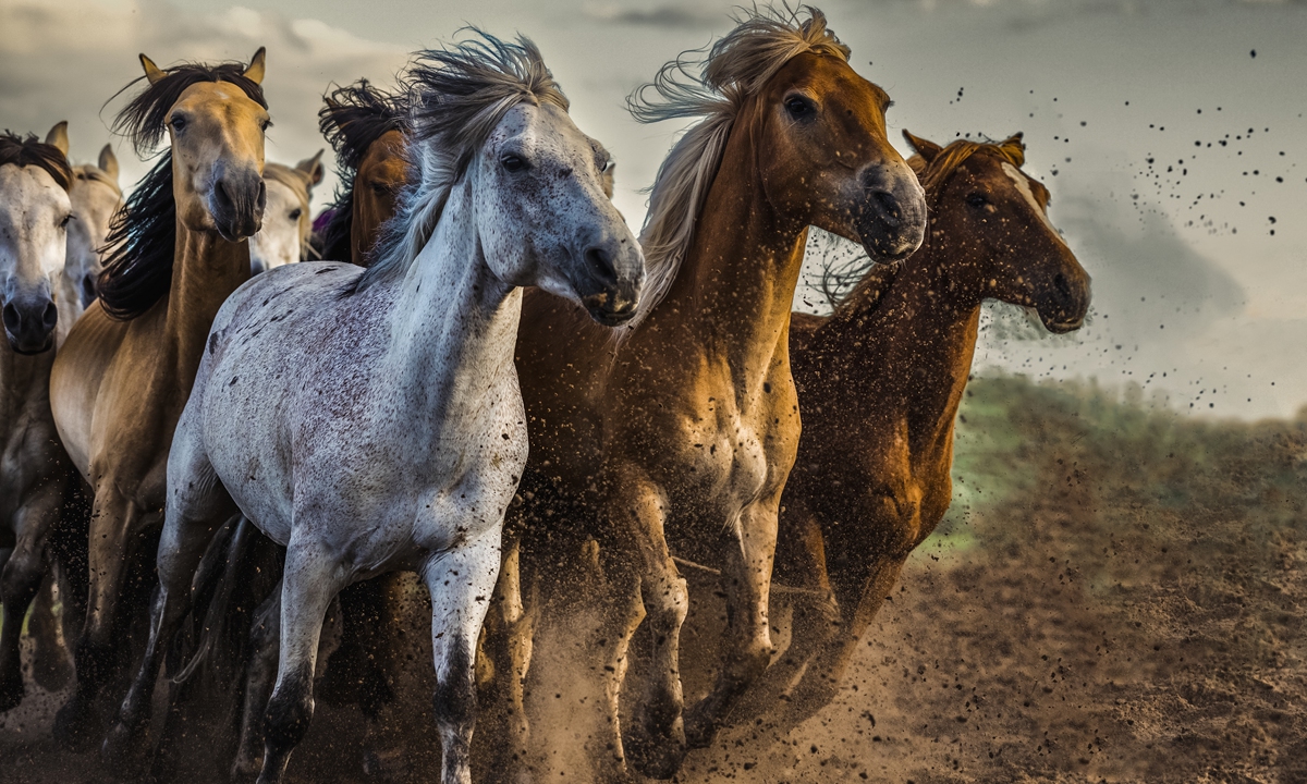 Galloping horses Photo: VCG