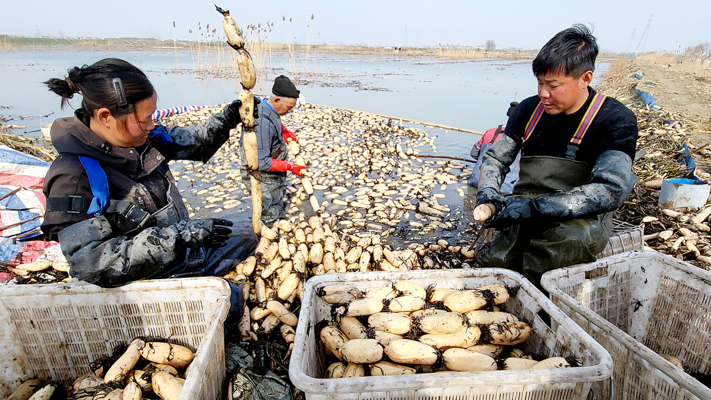 Farmers harvest lotus roots at a planting base in Guanyun county, East China's Jiangsu Province, on February 13, 2026, for the holiday market and to ensure a plentiful vegetable supply during the Spring Festival holidays. Photo: VCG