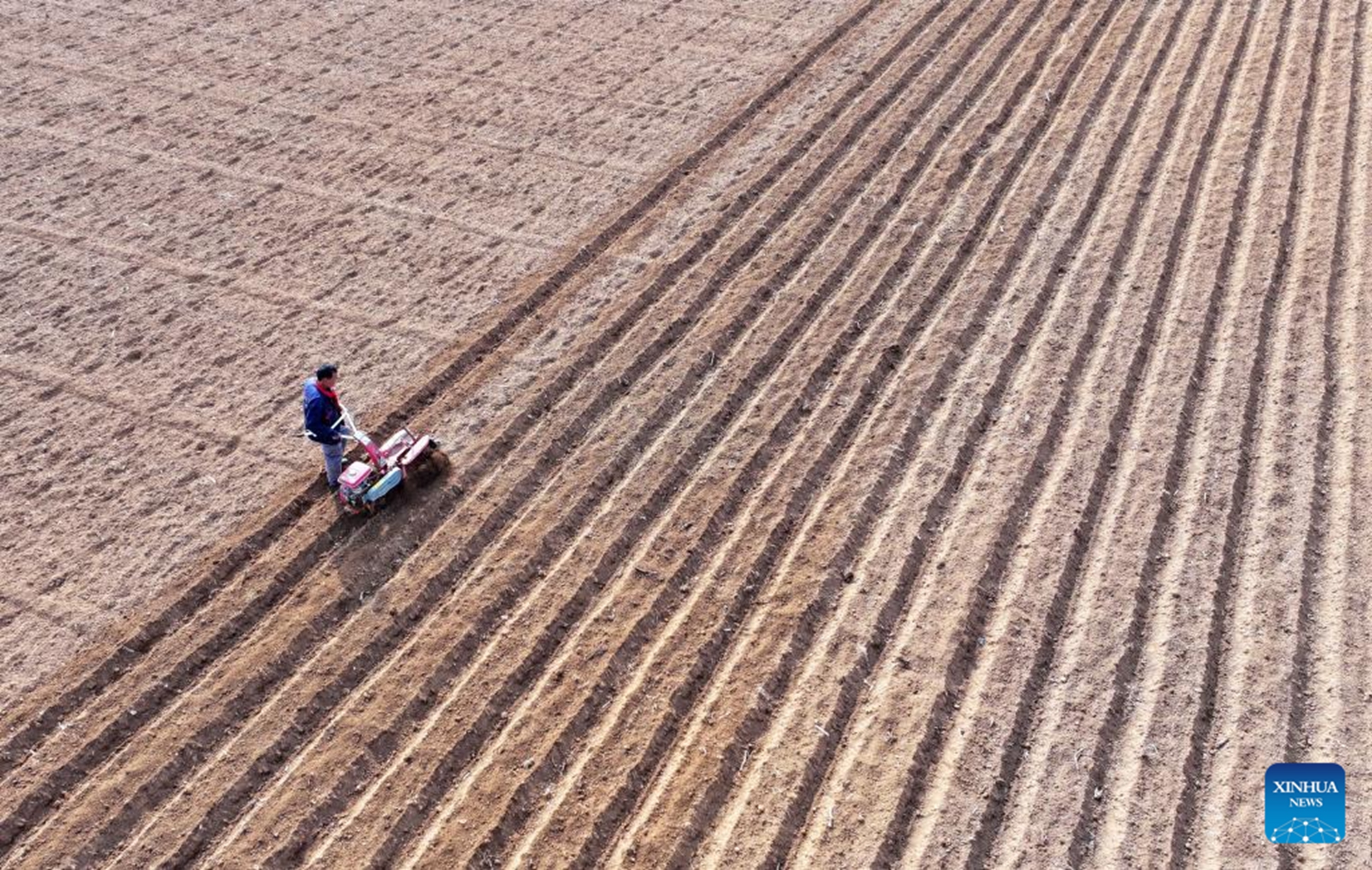 This aerial photo taken on Feb. 13, 2026 shows a farmer preparing to plant potatoes in Zaozhuang, east China's Shandong Province. (Photo by Li Zongxian/Xinhua)