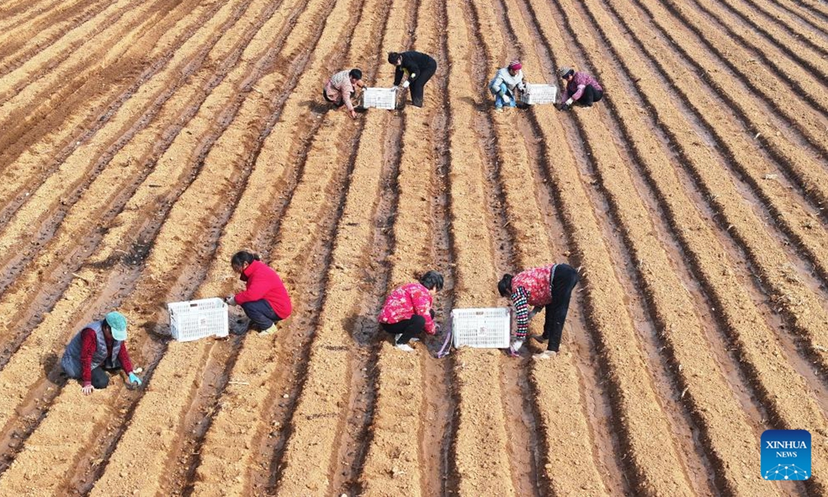 This aerial photo taken on Feb. 13, 2026 shows farmers planting potatoes in Zaozhuang, east China's Shandong Province. (Photo by Li Zongxian/Xinhua)
