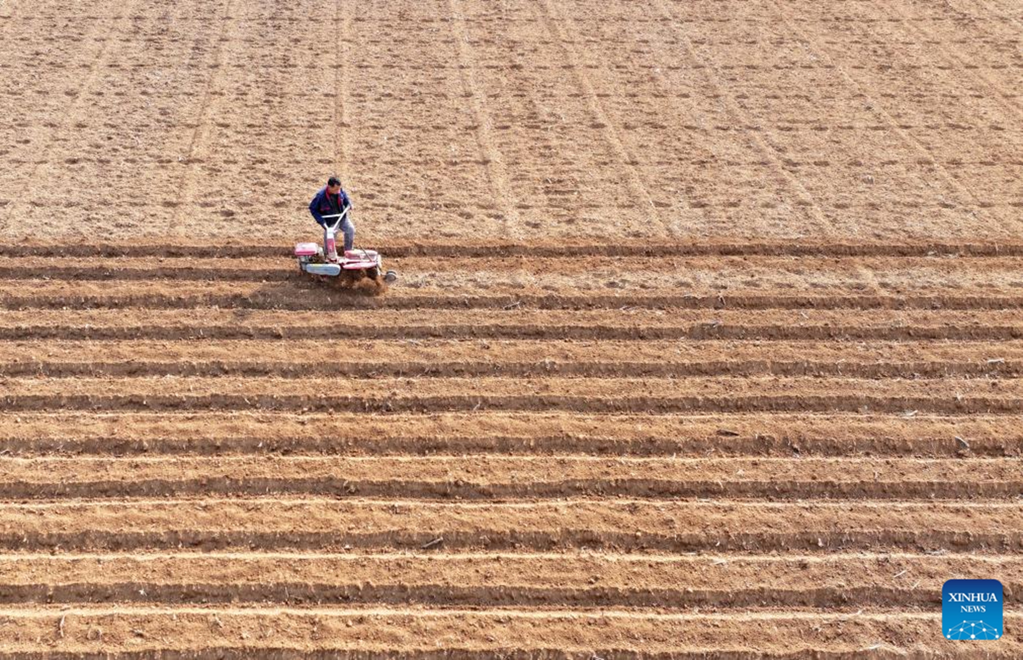 This aerial photo taken on Feb. 13, 2026 shows a farmer preparing to plant potatoes in Zaozhuang, east China's Shandong Province. (Photo by Li Zongxian/Xinhua)