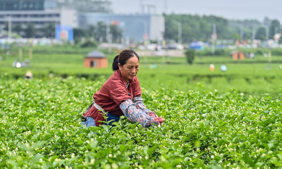 This file photo shows a tea farmer picking jasmine flowers at a jasmine garden in Hengzhou City, south China's Guangxi Zhuang Autonomous Region. (Xinhua/Huang Xiaobang)