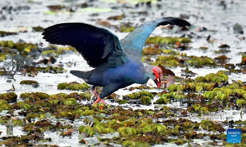 A gray-headed swamphen is pictured in a wetland area near Colombo, Sri Lanka, on Feb. 15, 2026. (Photo by Ajith Perera/Xinhua)