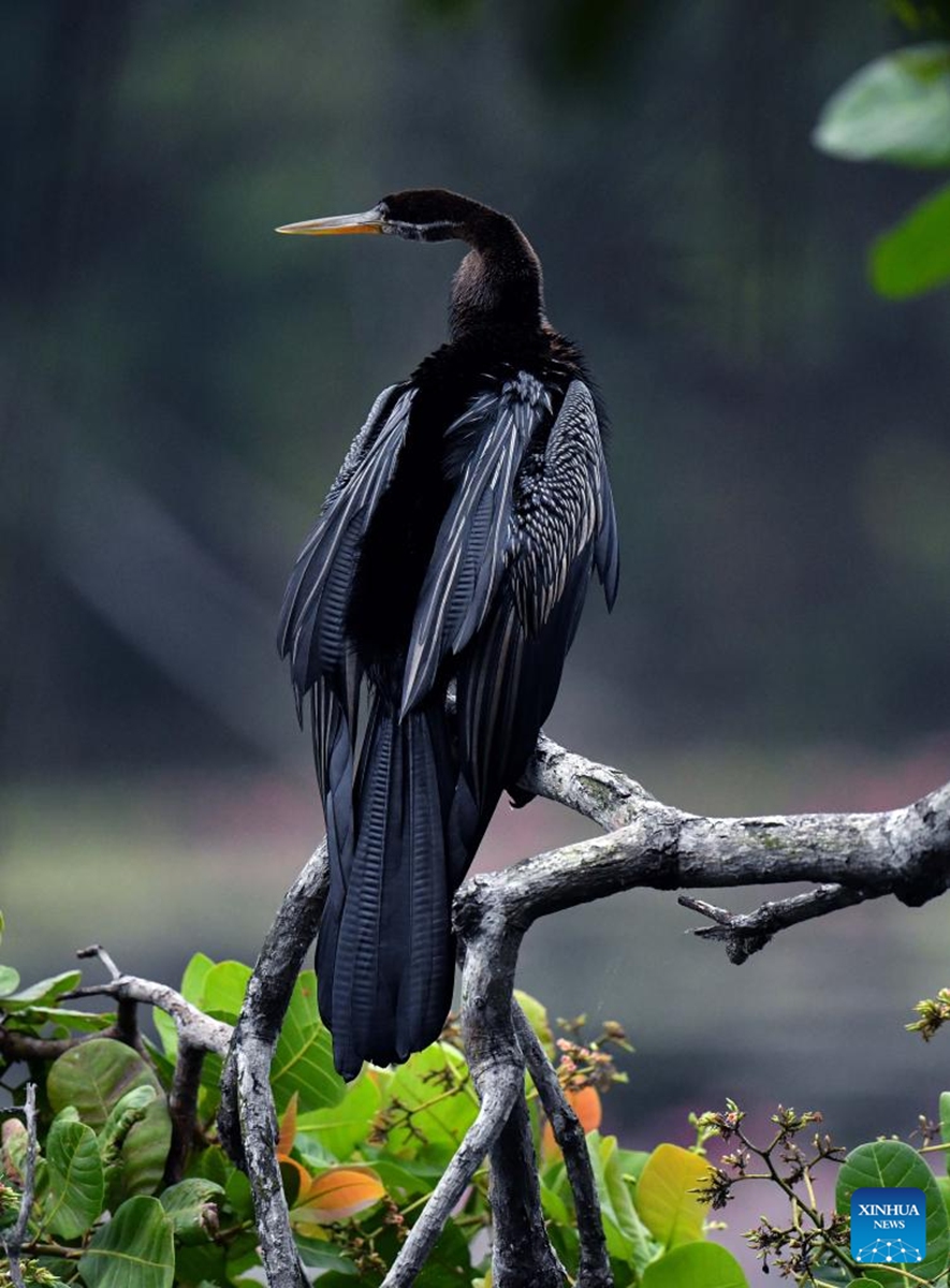 An anhinga is pictured in a wetland area near Colombo city, Sri Lanka, on Feb. 15, 2026. (Photo by Ajith Perera/Xinhua)