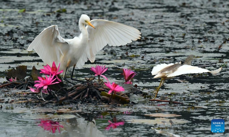 A great egret is pictured in a wetland area near Colombo, Sri Lanka, on Feb. 15, 2026. (Photo by Ajith Perera/Xinhua)