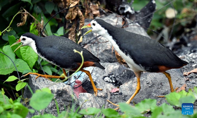 White-breasted waterhens are pictured in a wetland area near Colombo, Sri Lanka, on Feb. 15, 2026. (Photo by Ajith Perera/Xinhua)