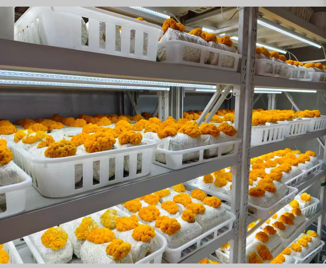 Golden ear mashrooms grown in smart cabin Photo: Liu Junrao from People's Daily