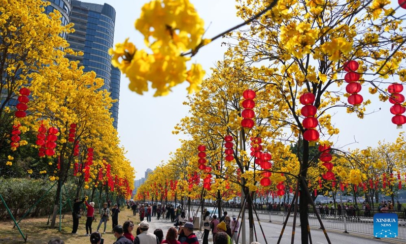 People enjoy the view of tabebuia chrysantha blossoms in Guangzhou, south China's Guangdong Province, Feb. 20, 2026. (Xinhua/Wu Lu)