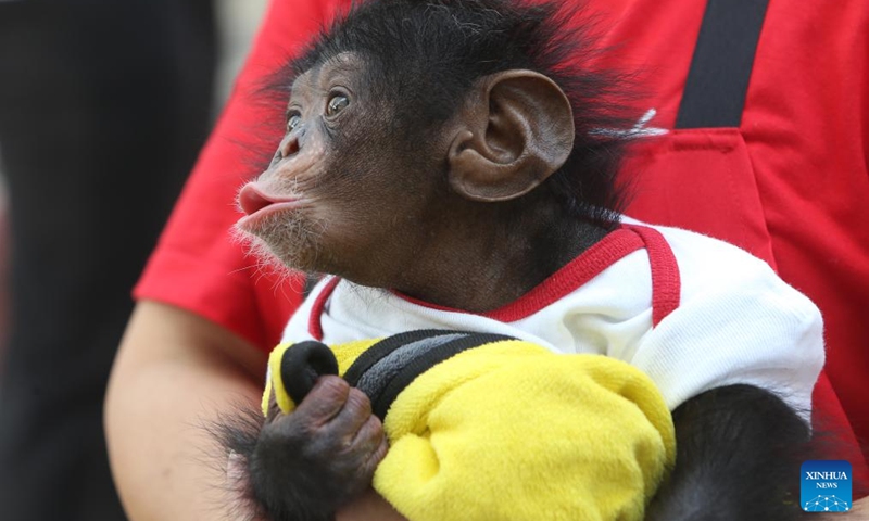 A baby chimpanzee is seen at Samut Prakan Crocodile Farm and Zoo in Samut Prakan province, Thailand, Feb. 17, 2026. (Xinhua/Rachen Sageamsak)