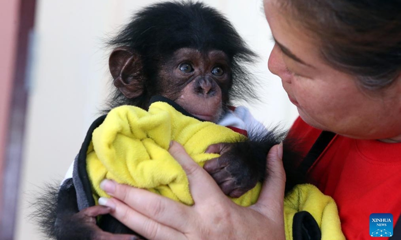 A woman interacts with a baby chimpanzee at Samut Prakan Crocodile Farm and Zoo in Samut Prakan province, Thailand, Feb. 17, 2026. (Xinhua/Rachen Sageamsak)