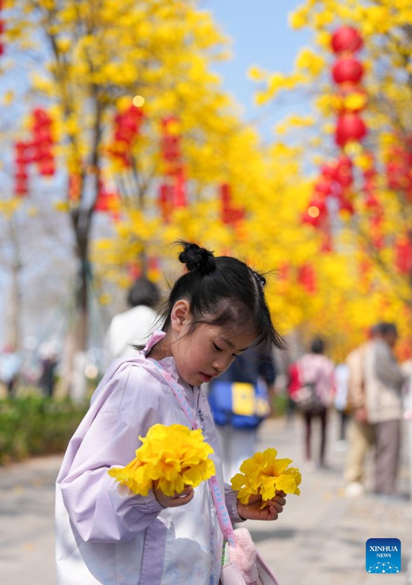 A girl collects the fallen flowers of tabebuia chrysantha in Guangzhou, south China's Guangdong Province, Feb. 20, 2026. (Xinhua/Wu Lu)