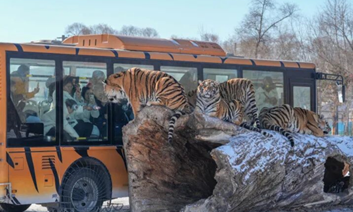 Nearly 200 Siberian tigers on rotational 'intermittent fasting' at NE China park after feeding surge during Spring Festival tourism peak