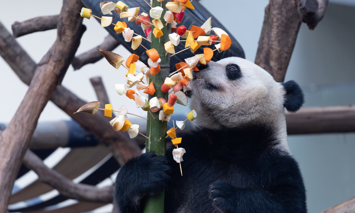 Giant panda Qibao and other star pandas gather for a 
