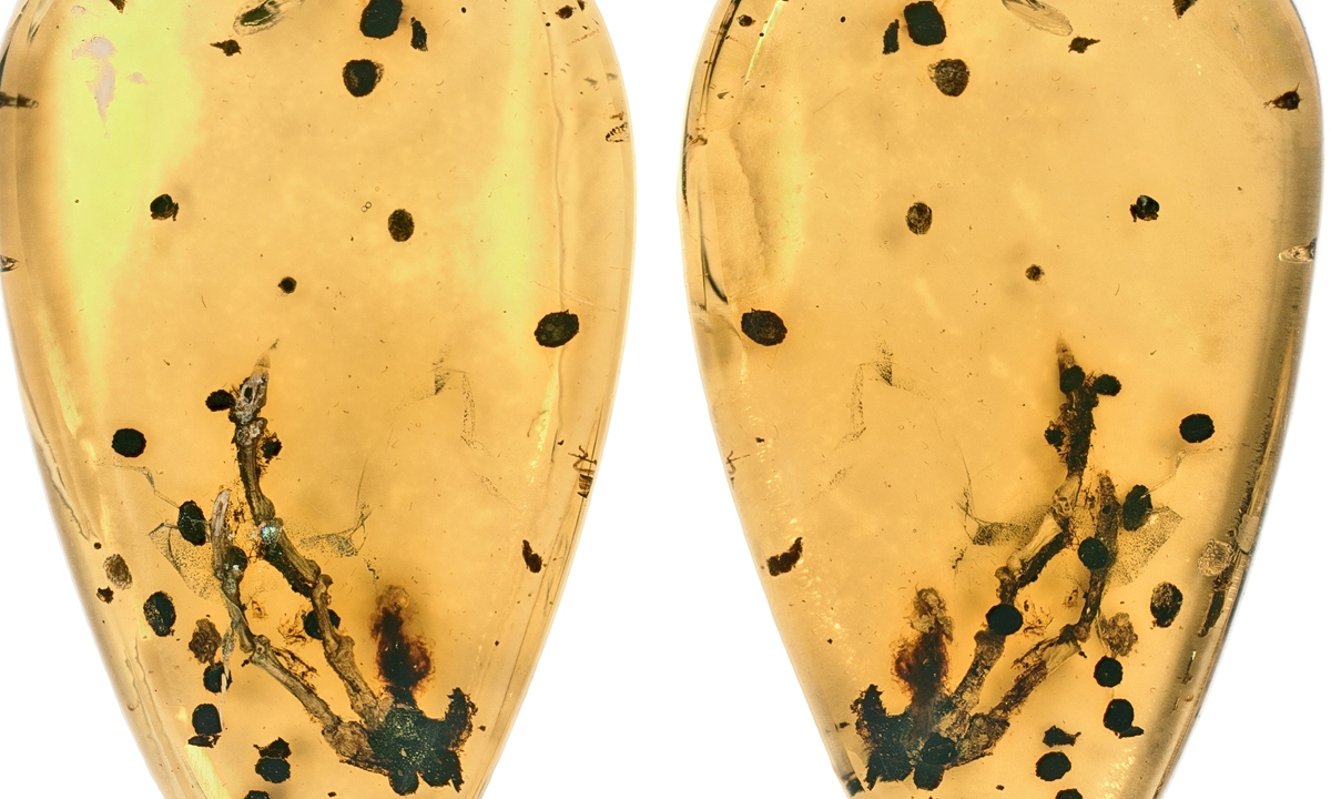 The lizard inclusion in amber from this study Photo: Courtesy of Xing Lida