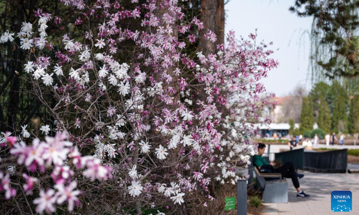 Flowers are pictured at a botanical garden in Almaty, Kazakhstan, April 4, 2026. (Xinhua/Li Renzi)