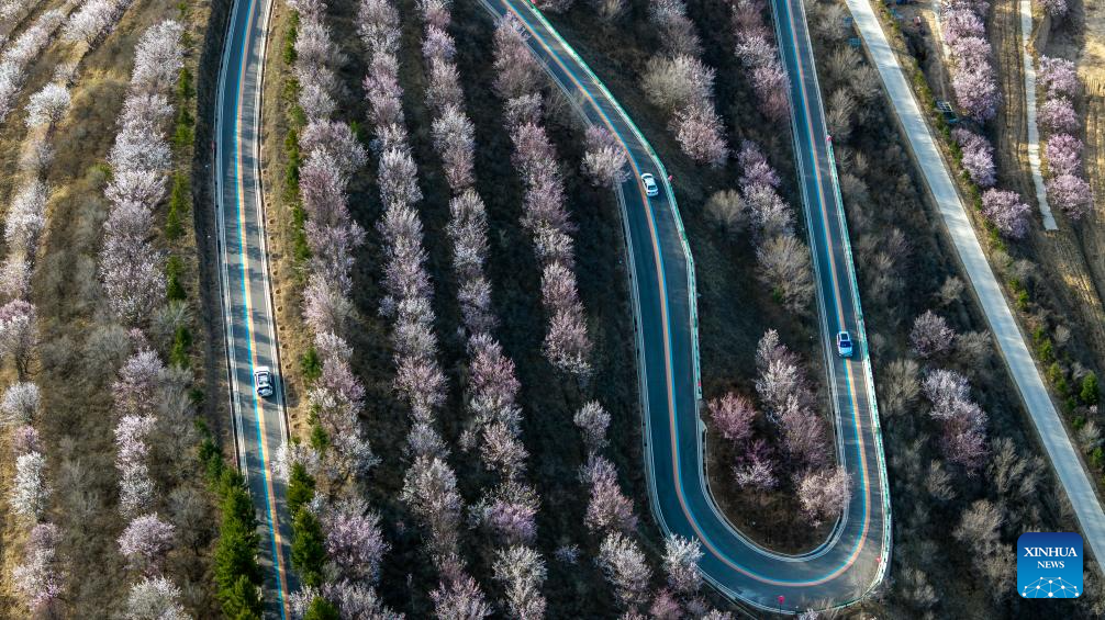 An aerial drone photo taken on April 5, 2026 shows a view of flowers at the Jinjiping terraced field park in Pengyang County, Guyuan City of northwest China's Ningxia Hui Autonomous Region. Spring flowers here are in full blossom during the Qingming Festival holiday, attracting many tourists. (Xinhua/Wang Peng)