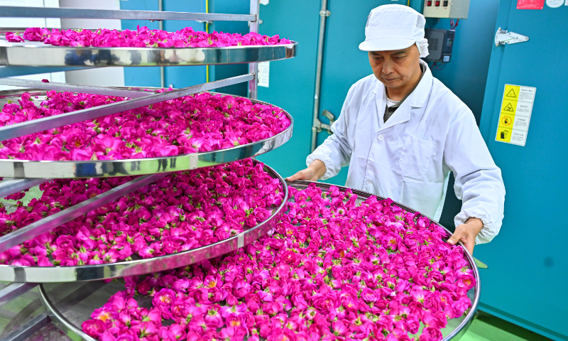 Workers sort edible roses ready for drying at a workshop in Outang town, Southwest China's Sichuan Province, on April 10, 2026. In recent years, Outang town has developed an integrated edible rose industry combining cultivation, tourism and processing, having created jobs and increased income for local villagers. Photo: VCG