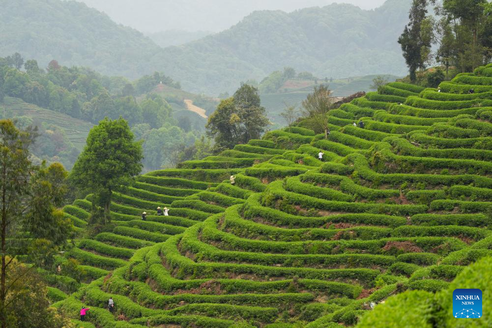 Tourists try their hands picking tea leaves during the Qingming Festival holiday at a tea garden in Ya'an, southwest China's Sichuan Province, April 5, 2026. (Xinhua/Xu Bingjie)