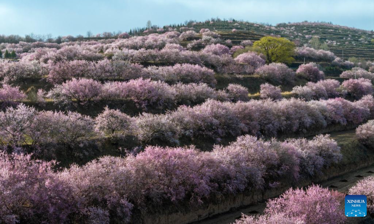 An aerial drone photo taken on April 5, 2026 shows a view of flowers at the Jinjiping terraced field park in Pengyang County, Guyuan City of northwest China's Ningxia Hui Autonomous Region. Spring flowers here are in full blossom during the Qingming Festival holiday, attracting many tourists. (Xinhua/Wang Peng)