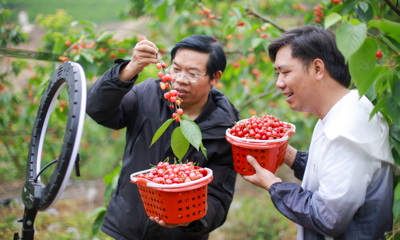 Two livestreamers promote and sell local cherries in Beihai village, Southwest China's Guizhou Province, on April 14, 2026. A local broadcasting company launched a