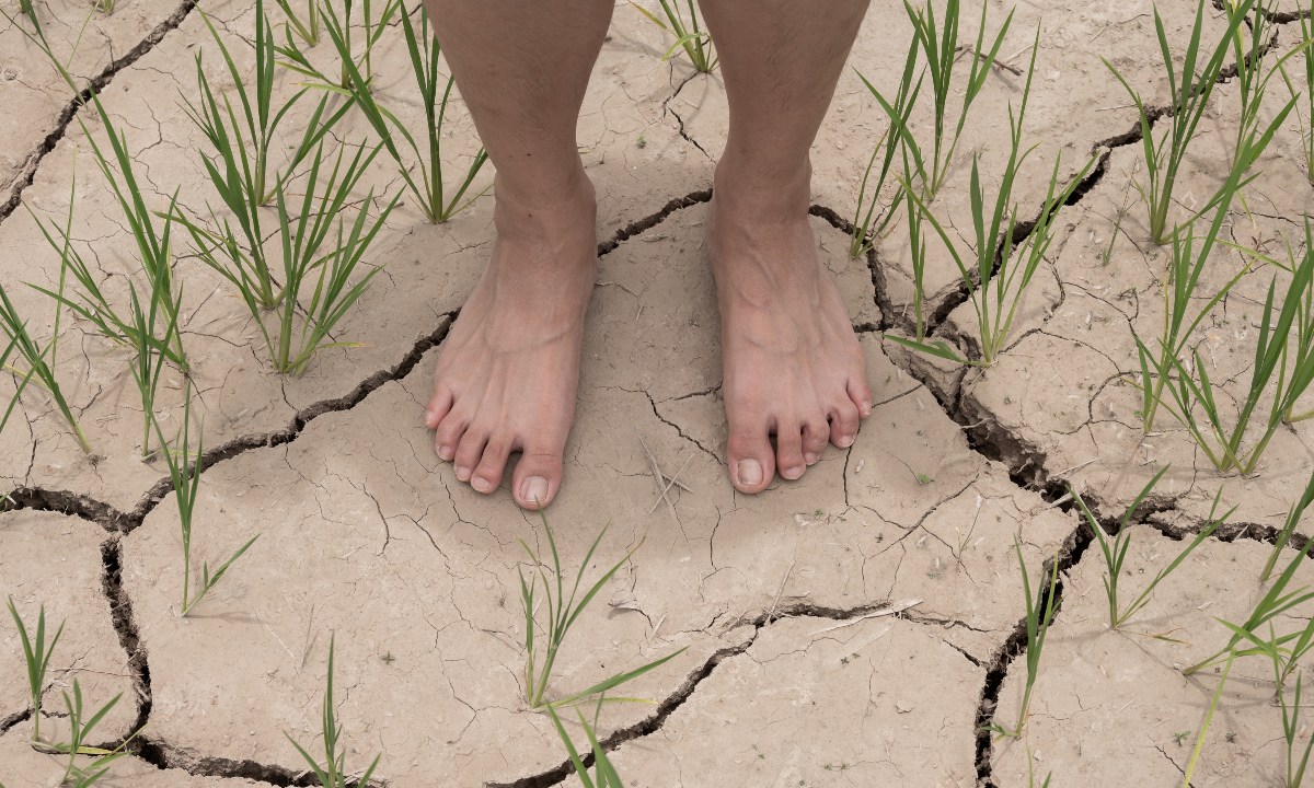 A farmer stands barefoot on parched, cracked ground. Photo: VCG