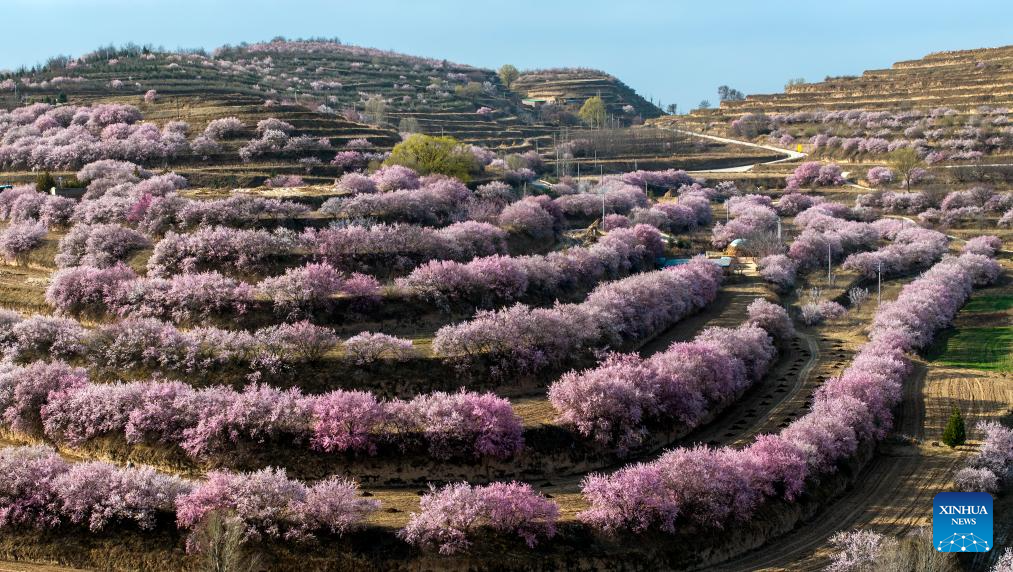 An aerial drone photo taken on April 5, 2026 shows a view of flowers at the Jinjiping terraced field park in Pengyang County, Guyuan City of northwest China's Ningxia Hui Autonomous Region. Spring flowers here are in full blossom during the Qingming Festival holiday, attracting many tourists. (Xinhua/Wang Peng)