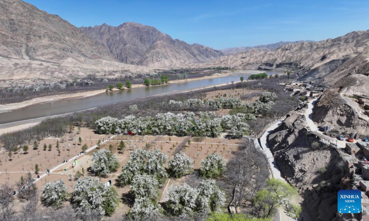 An aerial drone photo taken on April 6, 2026 shows pear trees in full bloom at Nanchangtan Village in Zhongwei, northwest China's Ningxia Hui Autonomous Region. The village is home to hundreds of old pear trees, the oldest of which is over 600 years old. This natural wonder has made the village a popular tourist destination. Every April, the local government holds a 