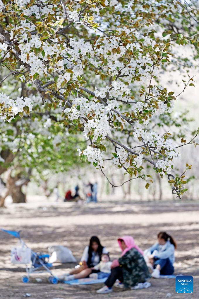 Tourists enjoy their leisure time under pear trees in full bloom at Nanchangtan Village in Zhongwei, northwest China's Ningxia Hui Autonomous Region, April 6, 2026. The village is home to hundreds of old pear trees, the oldest of which is over 600 years old. This natural wonder has made the village a popular tourist destination. Every April, the local government holds a 