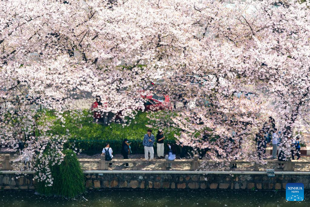 An aerial drone photo taken on April 5, 2026 shows tourists viewing blossoms in Changshu, east China's Jiangsu Province. Qingming Festival, or Tomb-Sweeping Day, falls on April 5 this year. It is a traditional Chinese festival for people to pay tribute to the dead and worship their ancestors. The holiday also provides a short break for Chinese citizens as they engage in outdoor activities and sightseeing. (Photo by Yang Suping/Xinhua)