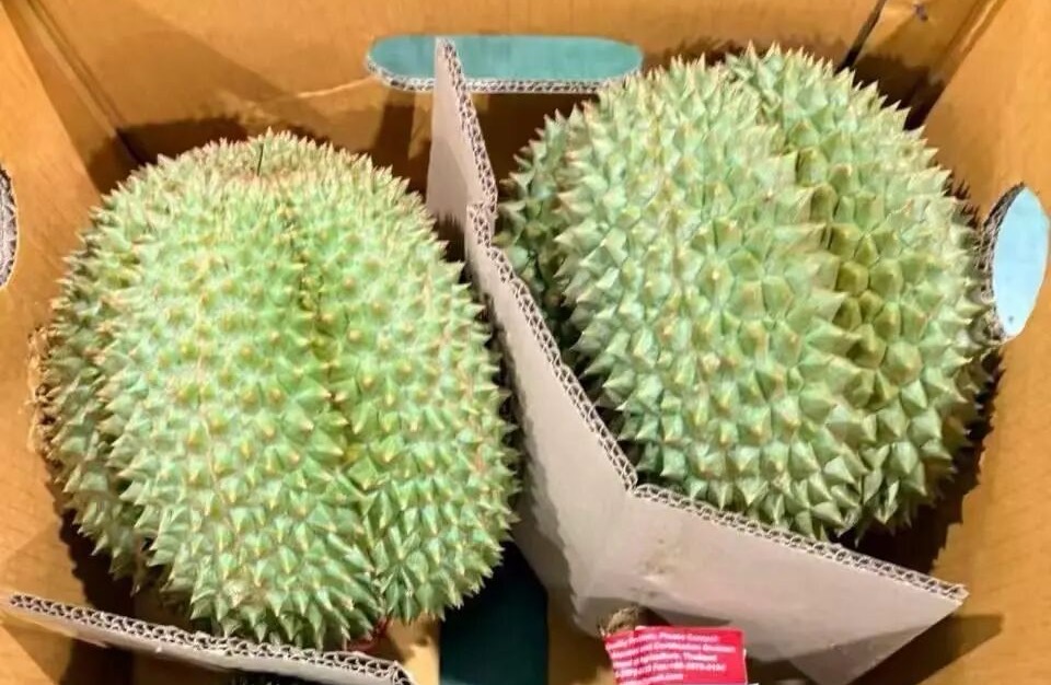 Durains Photo: Chengdu Fabu