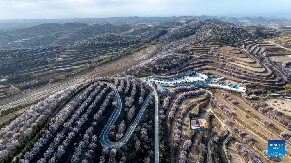 An aerial drone photo taken on April 5, 2026 shows a view of flowers at the Jinjiping terraced field park in Pengyang County, Guyuan City of northwest China's Ningxia Hui Autonomous Region. Spring flowers here are in full blossom during the Qingming Festival holiday, attracting many tourists. (Xinhua/Wang Peng)