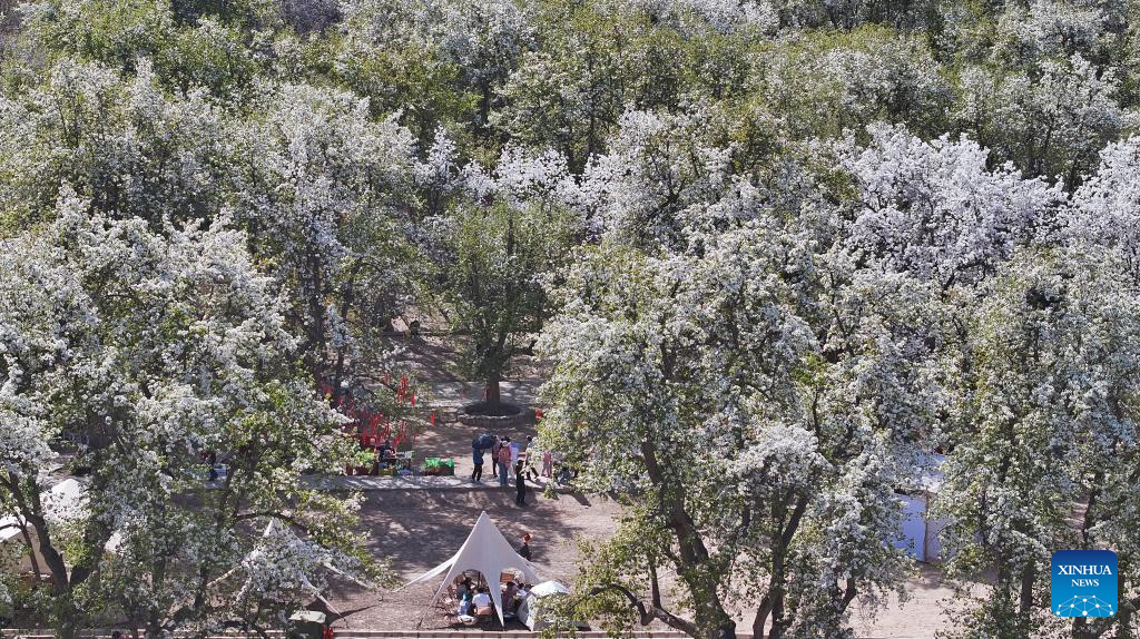 An aerial drone photo taken on April 6, 2026 shows pear trees in full bloom at Nanchangtan Village in Zhongwei, northwest China's Ningxia Hui Autonomous Region. The village is home to hundreds of old pear trees, the oldest of which is over 600 years old. This natural wonder has made the village a popular tourist destination. Every April, the local government holds a 