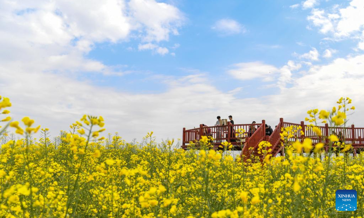 Students sketch at a rapeseed flower sightseeing spot in Yanghe Town, Hanzhong City of northwest China's Shaanxi Province, March 28, 2026. As rapeseed flowers bloom across Hanzhong, the city has launched 15 flower-themed sightseeing routes for visitors, integrating local cuisine, camping, intangible cultural heritage performances and art study tours into tourism, boosting the development of local 