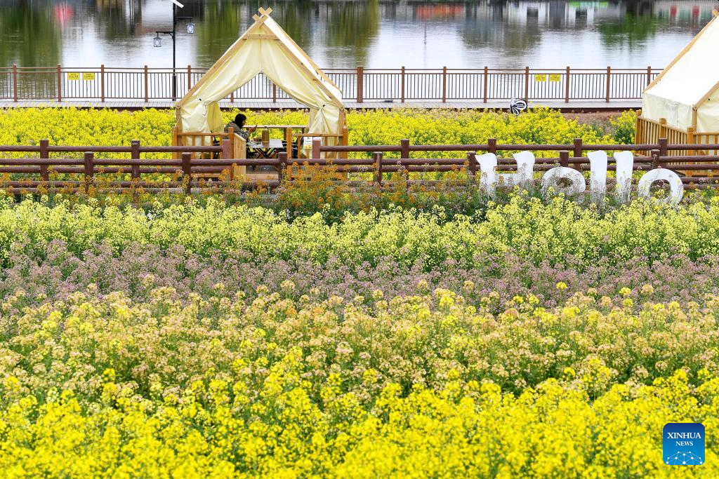 A woman rests among rapeseed flower fields at a scenic spot in Huangtang Village, Hanzhong City of northwest China's Shaanxi Province, March 27, 2026. As rapeseed flowers bloom across Hanzhong, the city has launched 15 flower-themed sightseeing routes for visitors, integrating local cuisine, camping, intangible cultural heritage performances and art study tours into tourism, boosting the development of local 